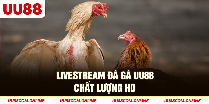 1-livestream-da-ga-uu88-chat-luong-hd
