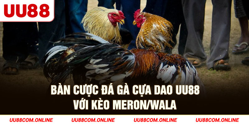 12-ban-cuoc-da-ga-cua-dao-uu88-voi-keo-meron_wala