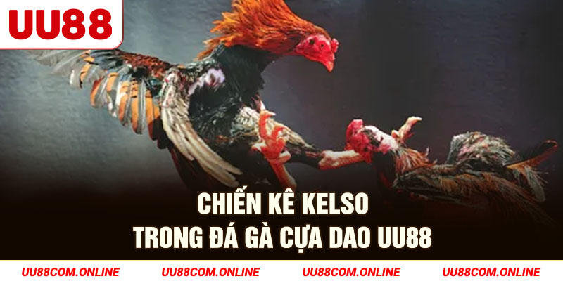 13-chien-ke-kelso-trong-da-ga-cua-dao-uu88