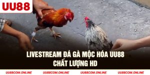 15-livestream-da-ga-moc-hoa-uu88-chat-luong-hd