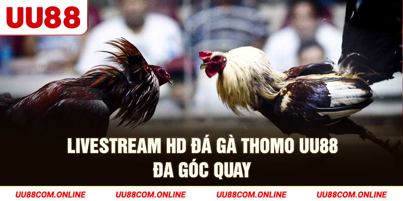 3-livestream-hd-da-ga-thomo-uu88-da-goc-quay