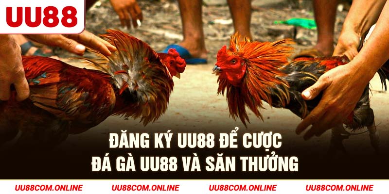 5-dang-ky-uu88-de-cuoc-da-ga-uu88-va-san-thuong