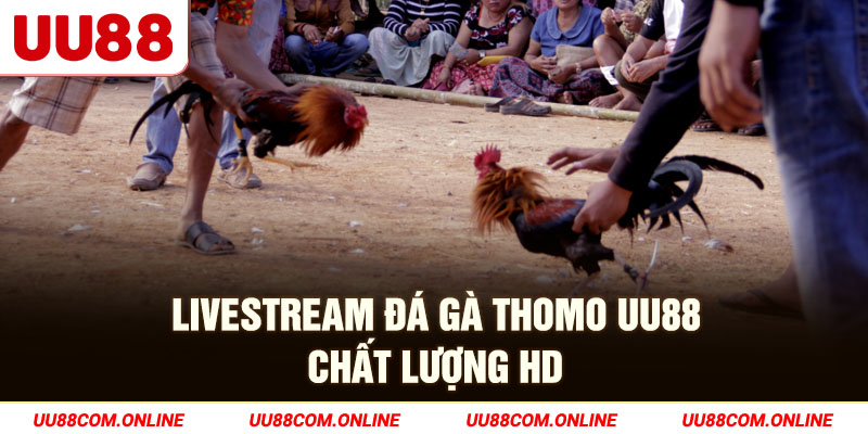 6-livestream-da-ga-thomo-uu88-chat-luong-hd
