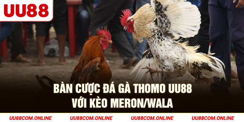 8-ban-cuoc-da-ga-thomo-uu88-voi-keo-meron_wala